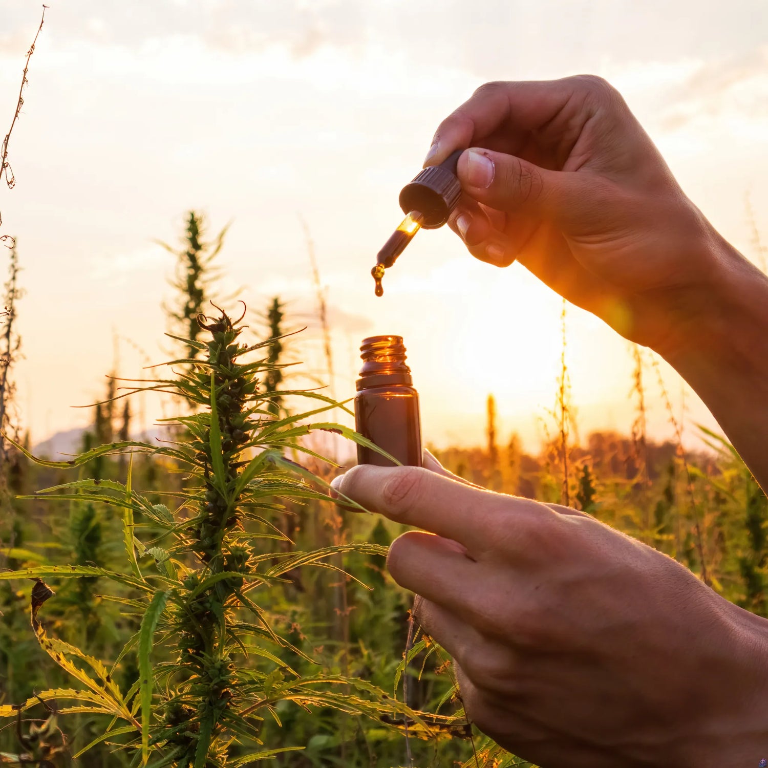 CBD Öl